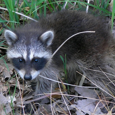 Pflanzentheater? – Kevin Rittberger antwortet Tobias Rausch und findet alte Dualismen in neuer Verpackung